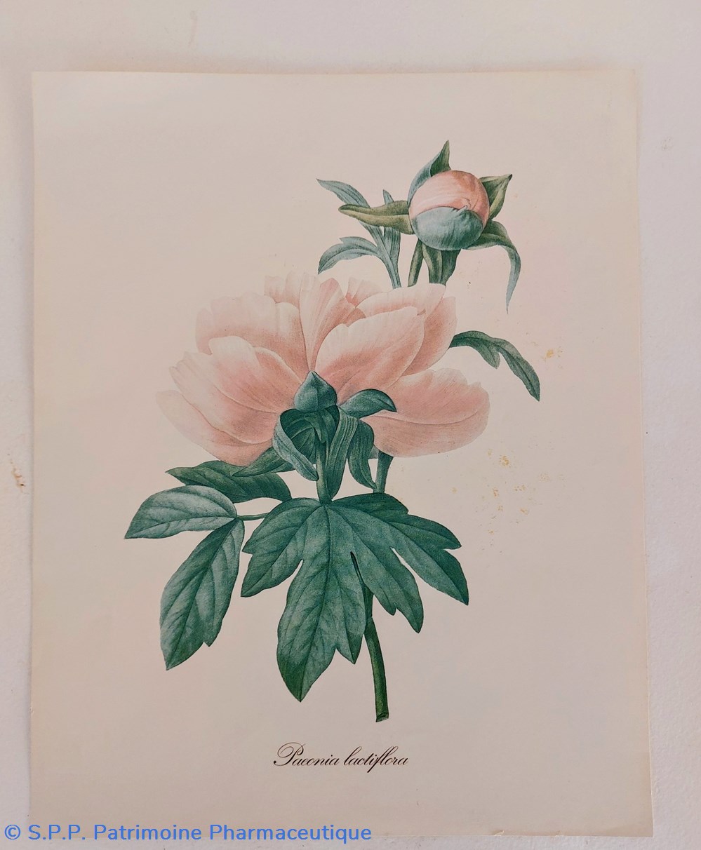 science pharmacie herbier paeonia lactiflora
