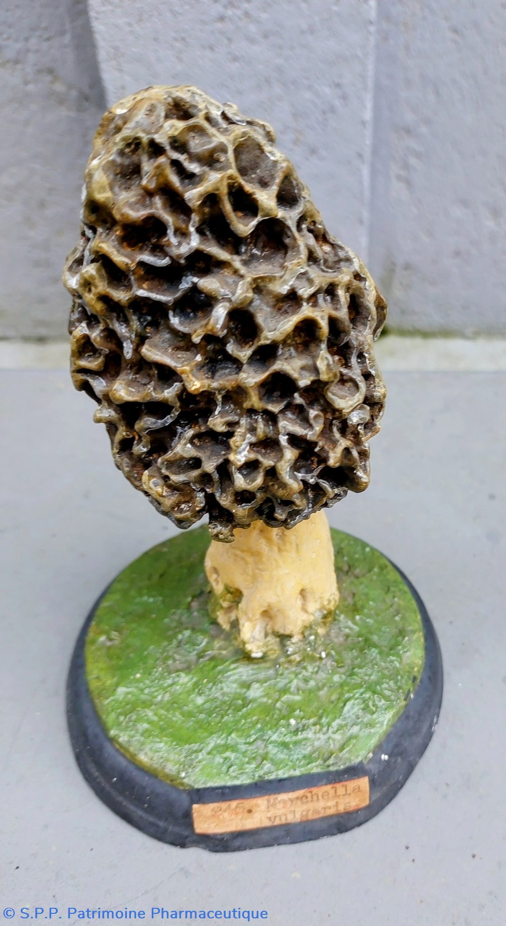 MORCHELLA Vulgaris 4 coquillages fossiles morchella vulgaris