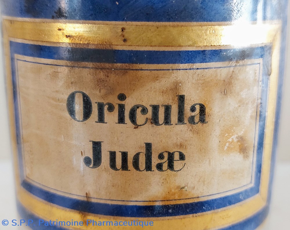 science pharmacie oricula judae