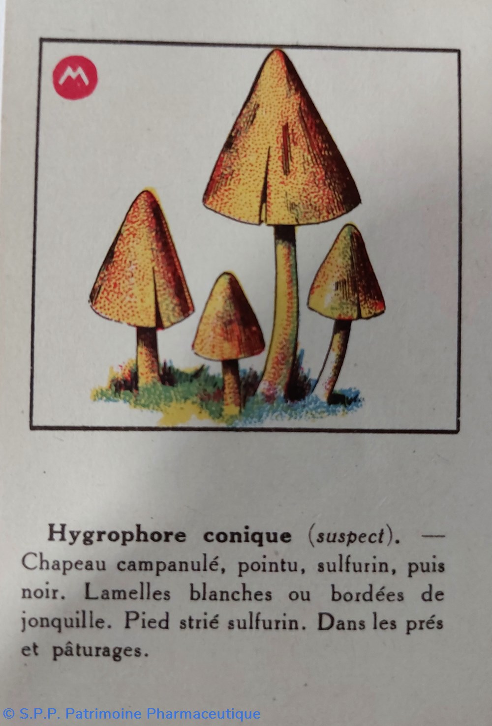 9 cartes champignons Blédine ou Blécao 3 objets publicitaires 9 cartes champignons bledine ou blecao