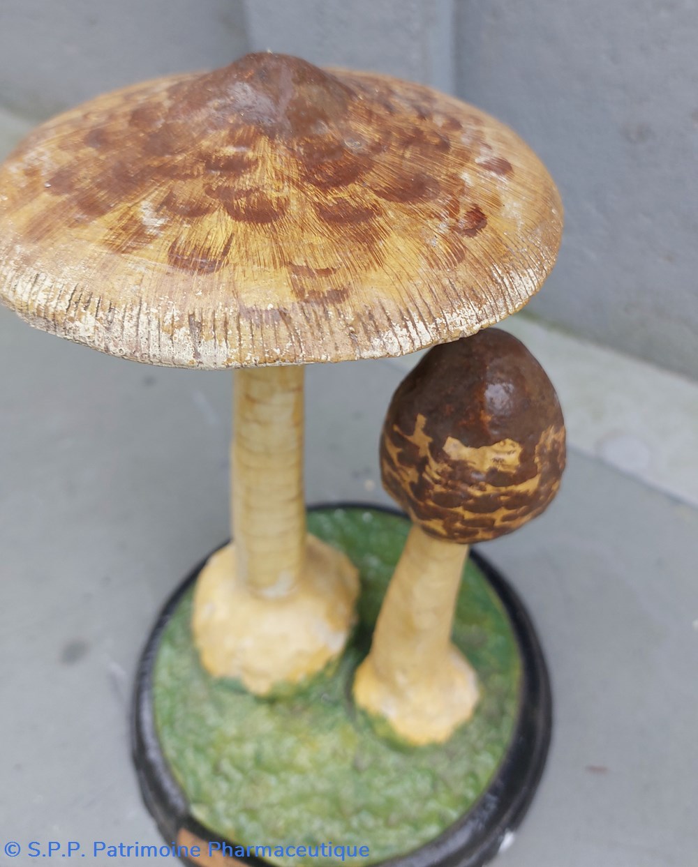 coquillages fossiles macrolepiota procera