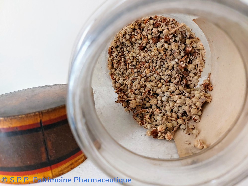 science pharmacie flacon herboristerie gemmae rubi inerm
