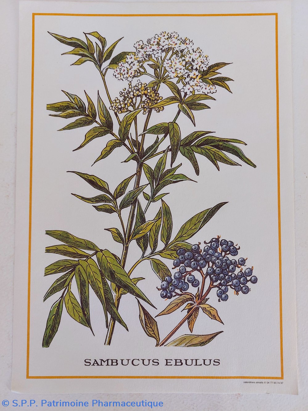 science pharmacie herbier sambucus ebulus