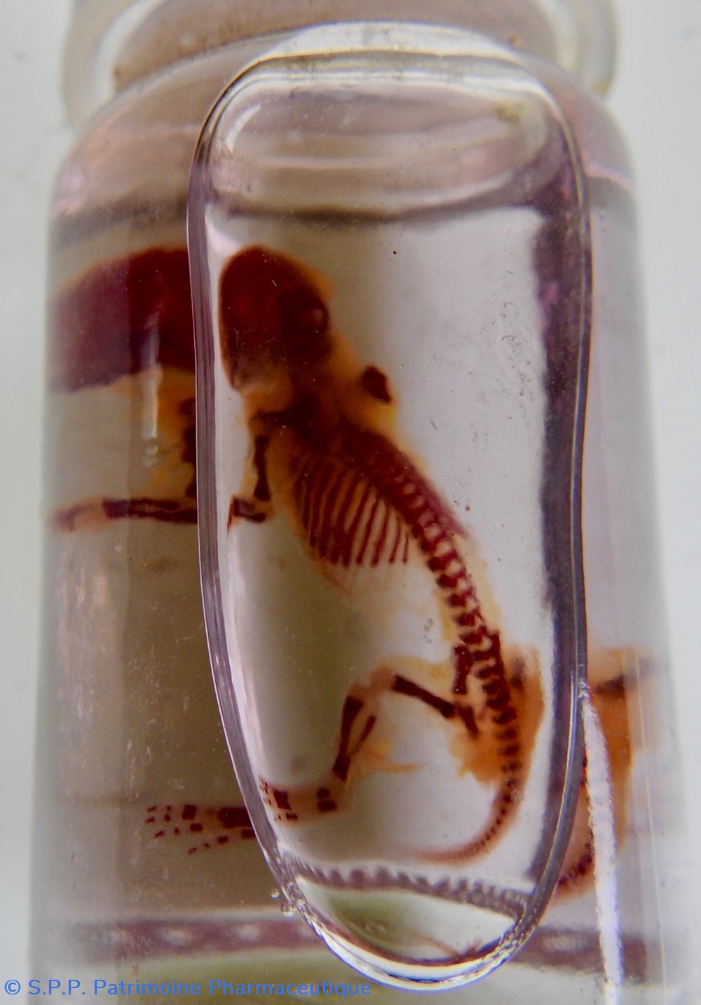 science pharmacie squelette embryon de souris
