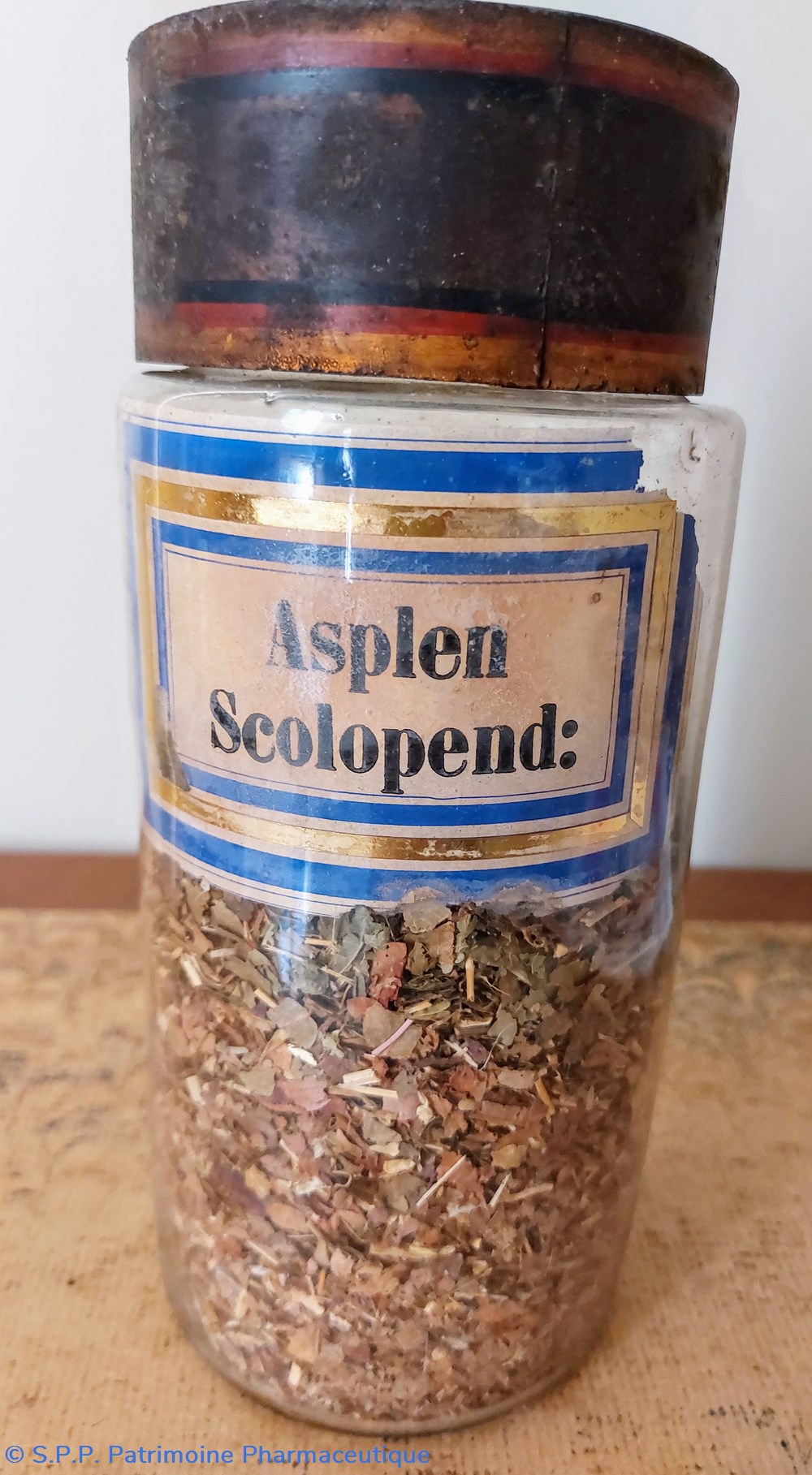 Pot de Pharmacie " Asplen Scolopend :" science pot de pharmacie asplen scolopend