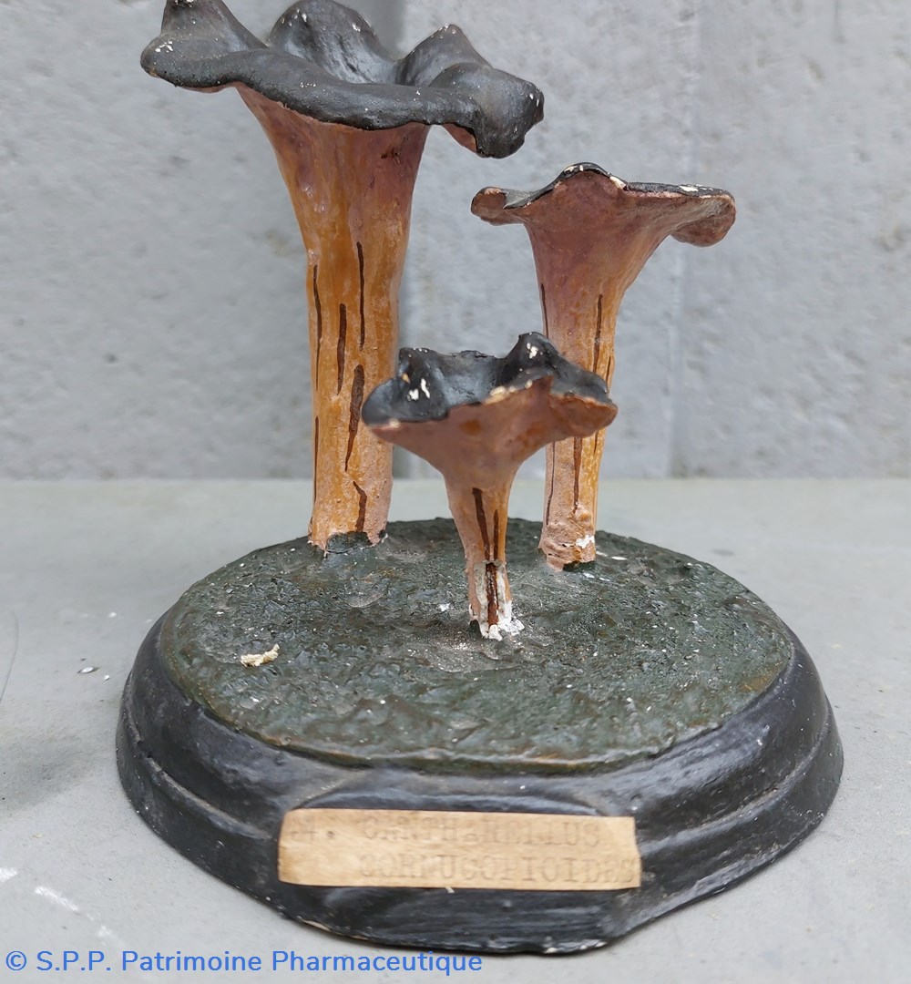 CANTHARELLUS Clornucopioides coquillages fossiles cantharellus clornucopioides