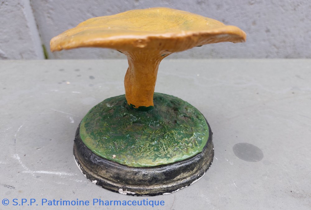 LACTARIUS Deliciosus 3 coquillages fossiles lactarius deliciosus