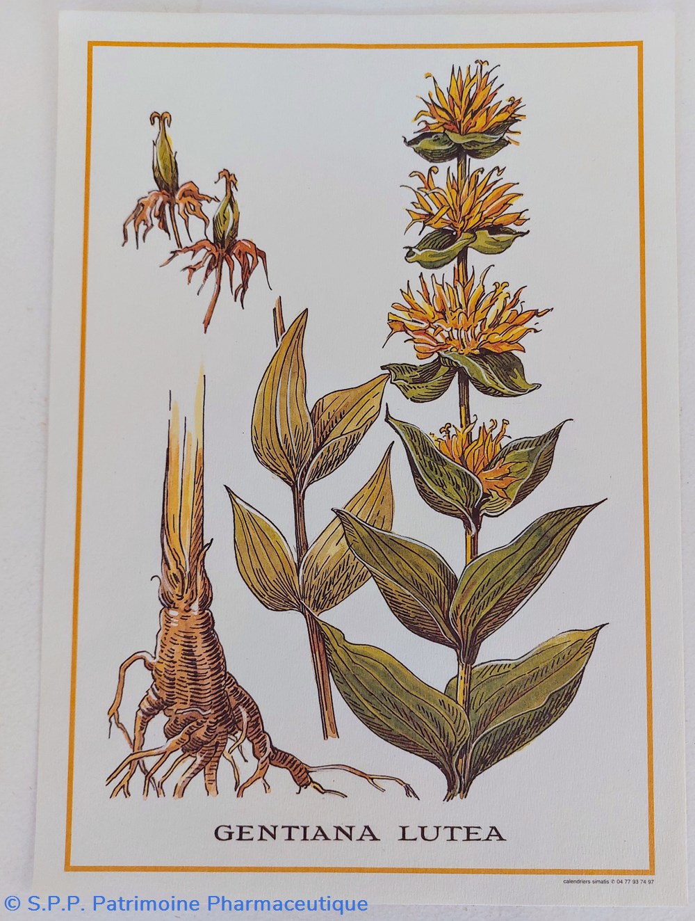 science pharmacie herbier gentiana lutea