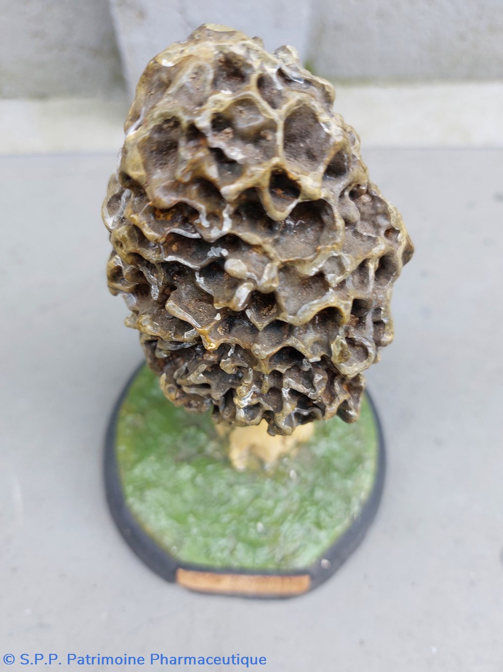 MORCHELLA Vulgaris 3 coquillages fossiles morchella vulgaris
