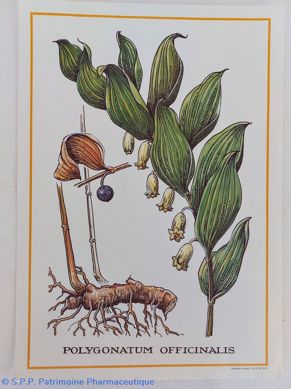 science pharmacie herbier polygonatum officinalis