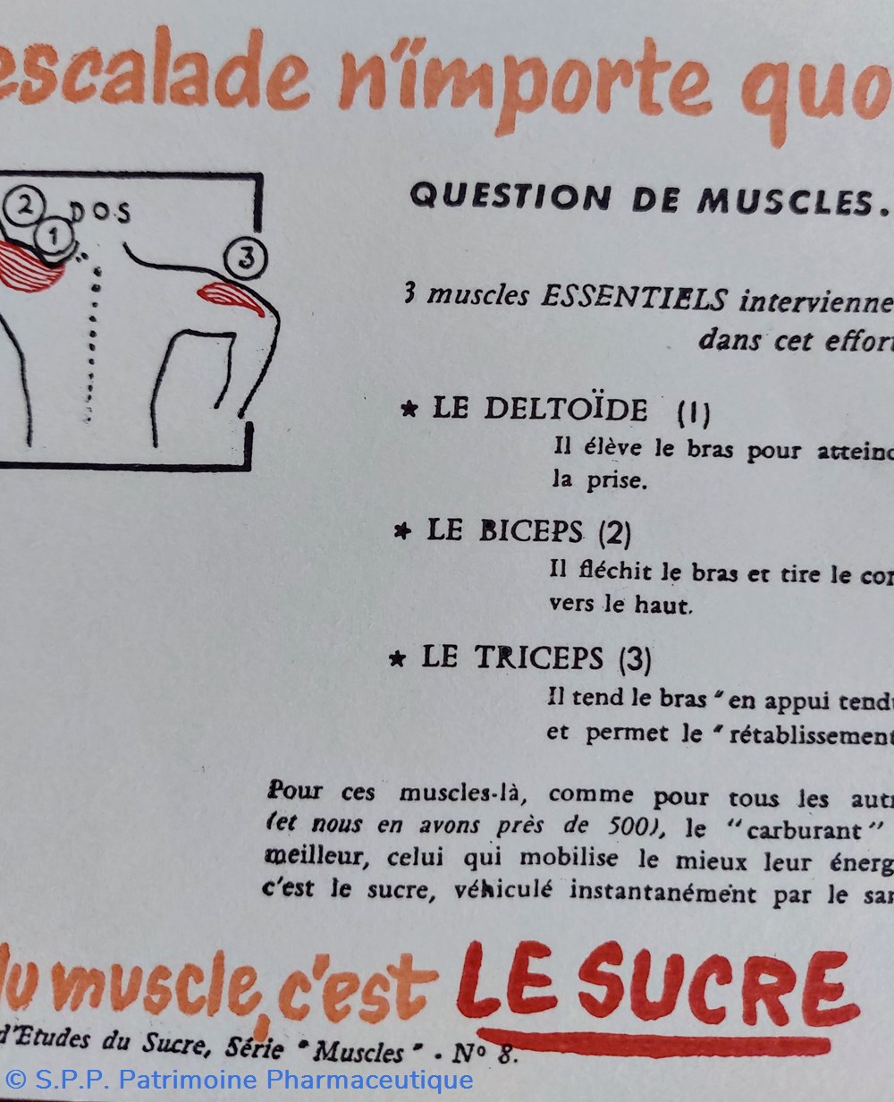 Le SUCRE Aliment du muscle - Série Muscles N° 8 ( Escalade ) 3 science pharmacie le sucre aliment du muscle serie muscles n 8 escalade