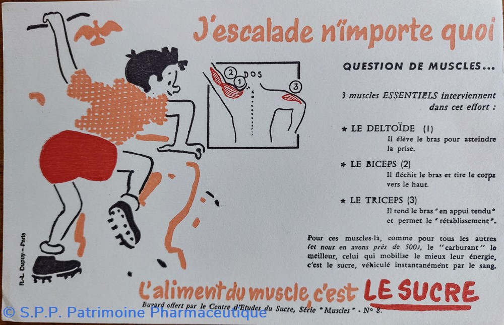 Le SUCRE Aliment du muscle - Série Muscles N° 8 ( Escalade ) science pharmacie le sucre aliment du muscle serie muscles n 8 escalade