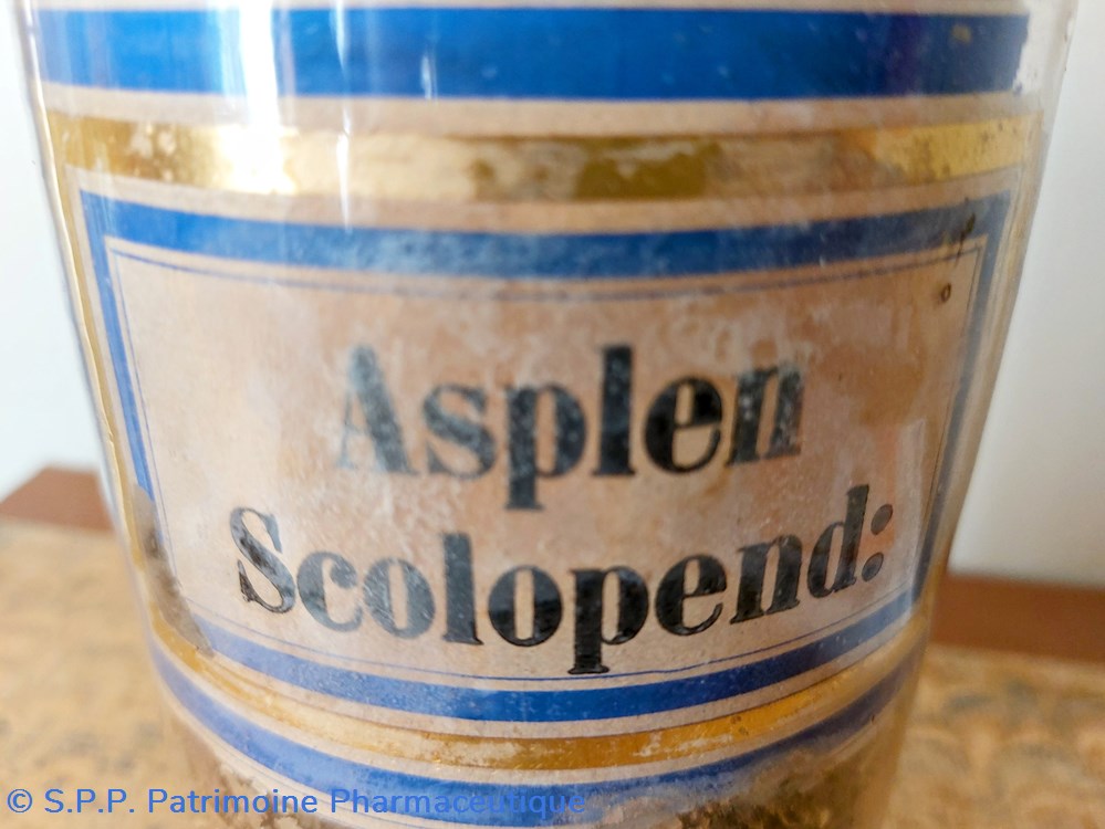 Pot de Pharmacie " Asplen Scolopend :" 2 science pot de pharmacie asplen scolopend