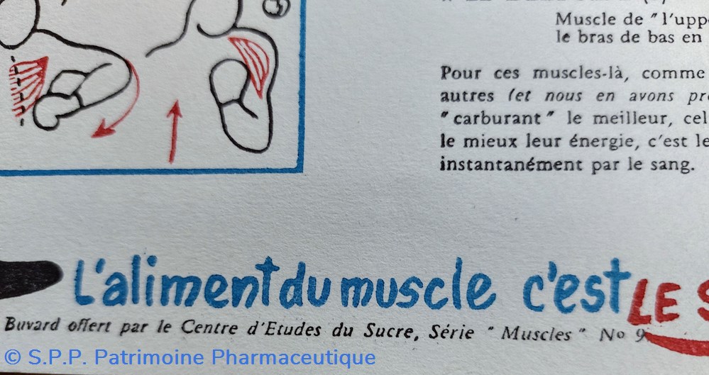 science pharmacie le sucre aliment du muscle serie muscles n 9 boxe