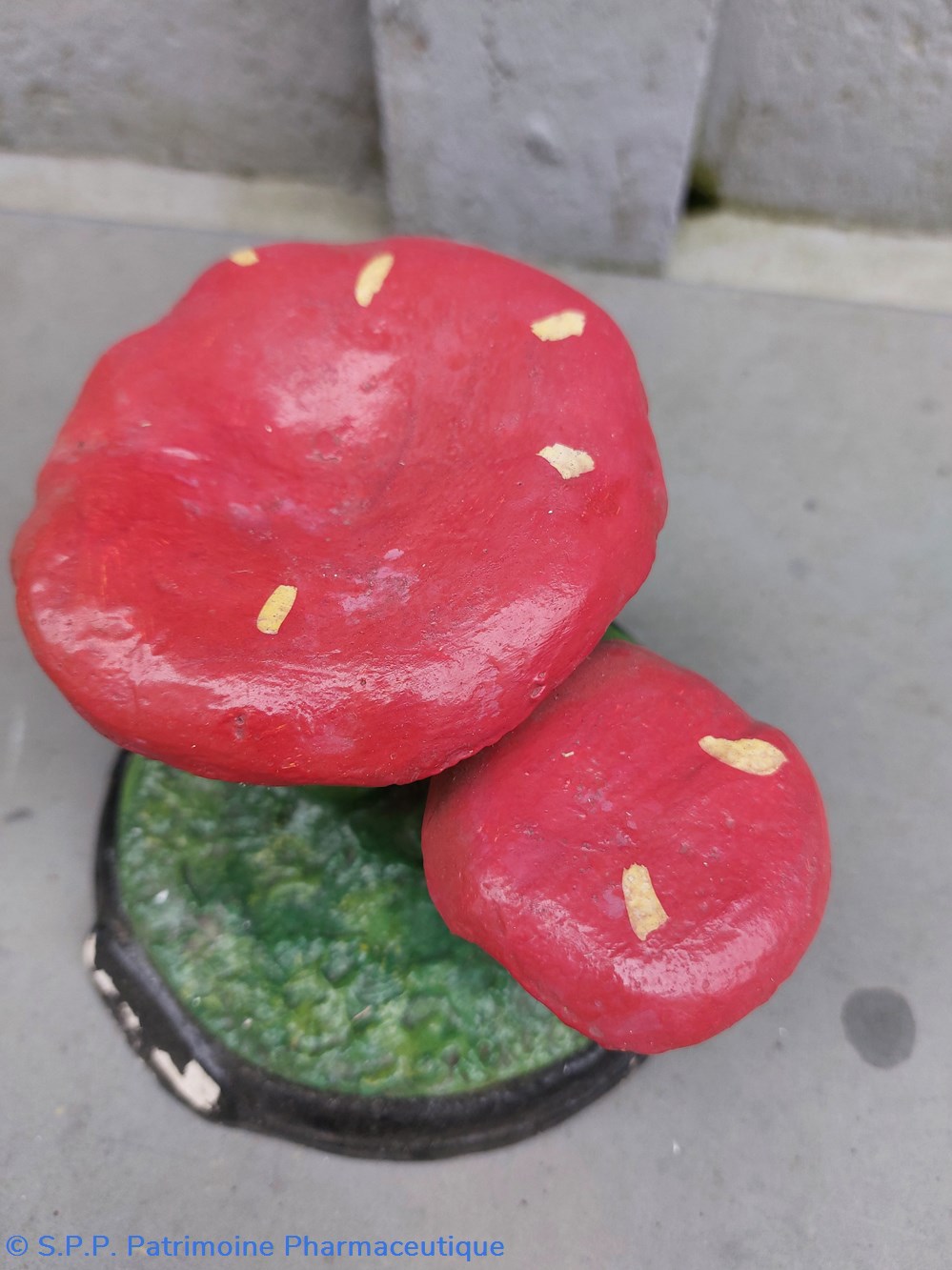 coquillages fossiles russule emetica