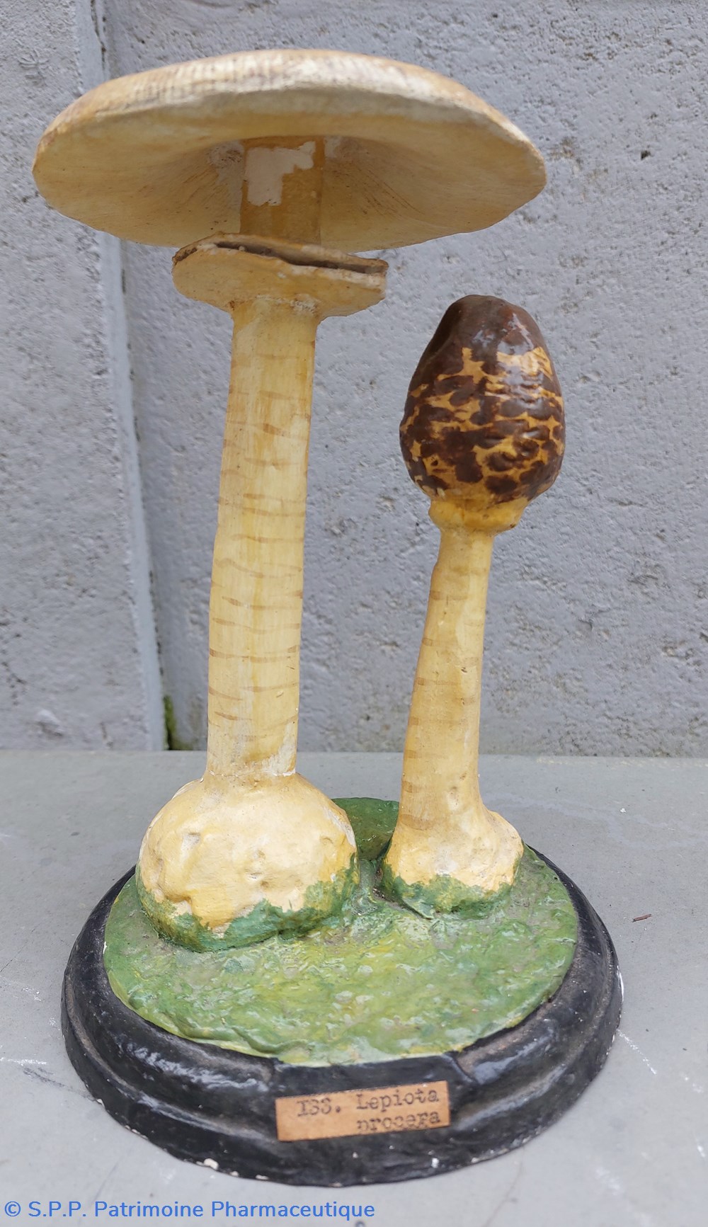 coquillages fossiles macrolepiota procera
