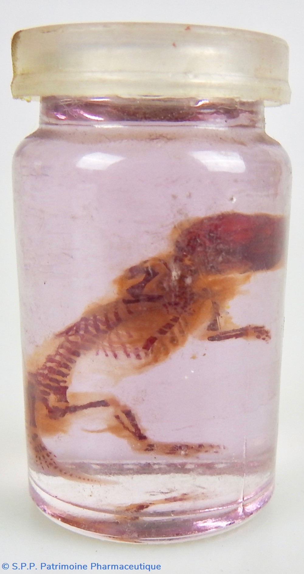 science pharmacie squelette embryon de souris