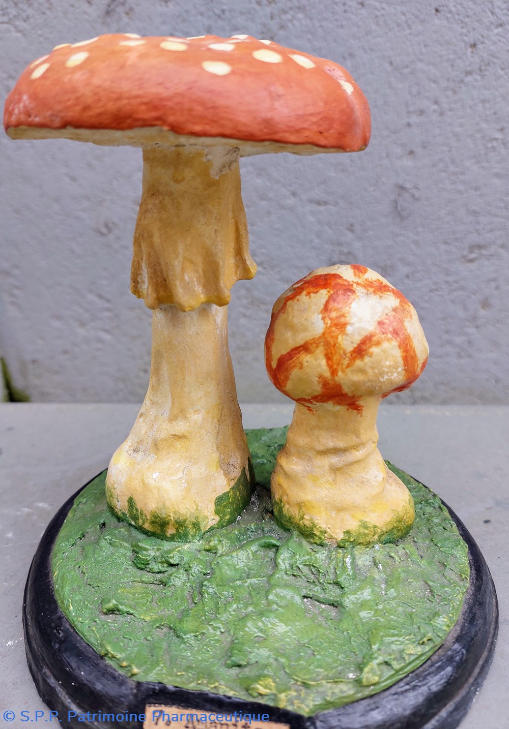 AMANITA Muscaria 4 coquillages fossiles amanita muscaria