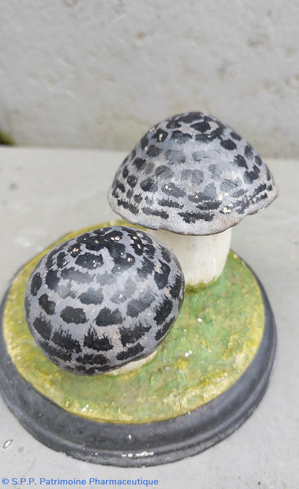 TRICHOLOMA Tigrinum 3 coquillages fossiles tricholoma tigrinum