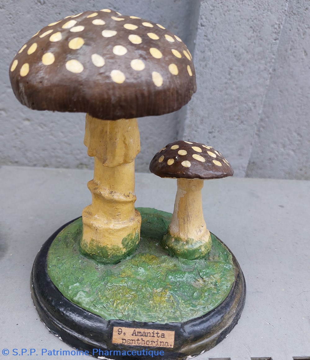 AMANITA Pantherina coquillages fossiles amanita pantherina