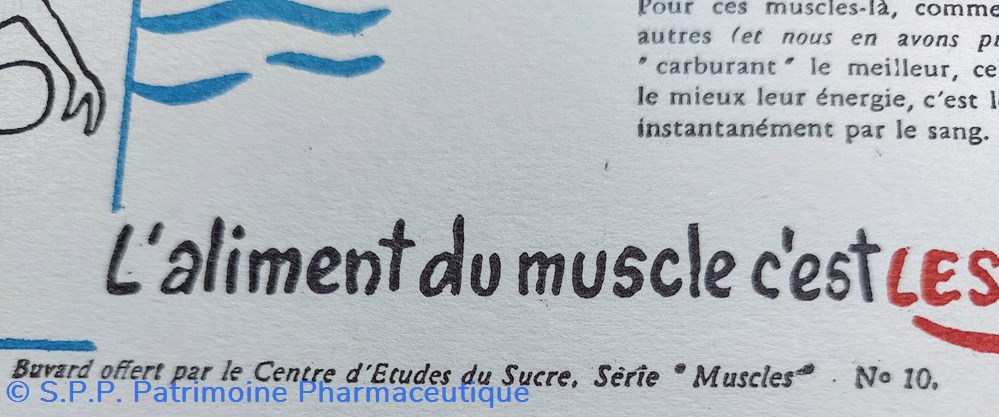 Le SUCRE Aliment du muscle - Série Muscles N° 10 ( Natation ) 2 science pharmacie le sucre aliment du muscle serie muscles n 10 natation