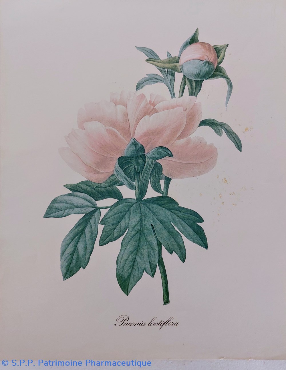 science pharmacie herbier paeonia lactiflora