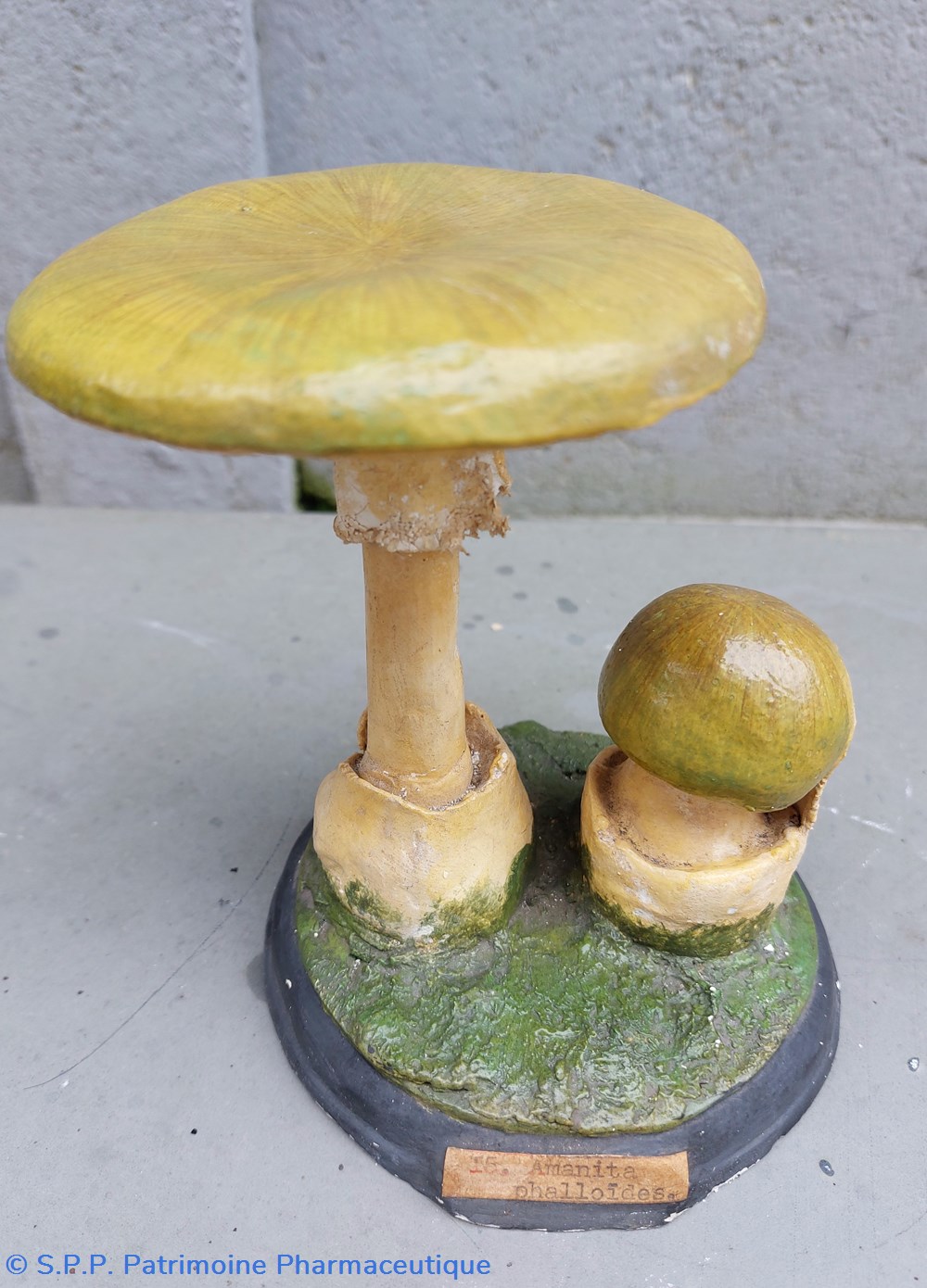 AMANITA Phalloides coquillages fossiles amanita phalloides