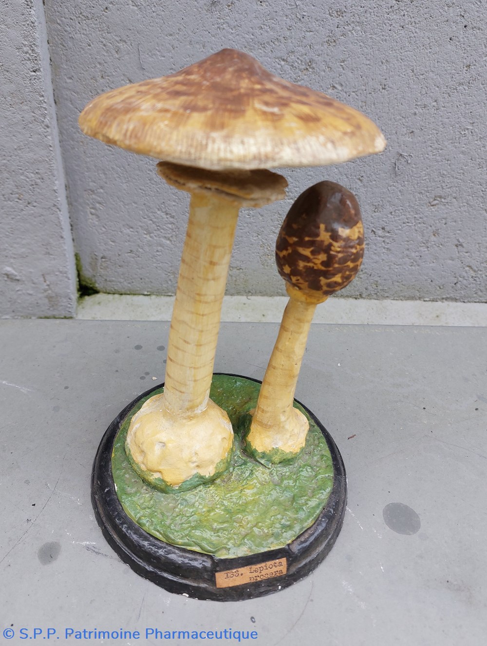 coquillages fossiles macrolepiota procera