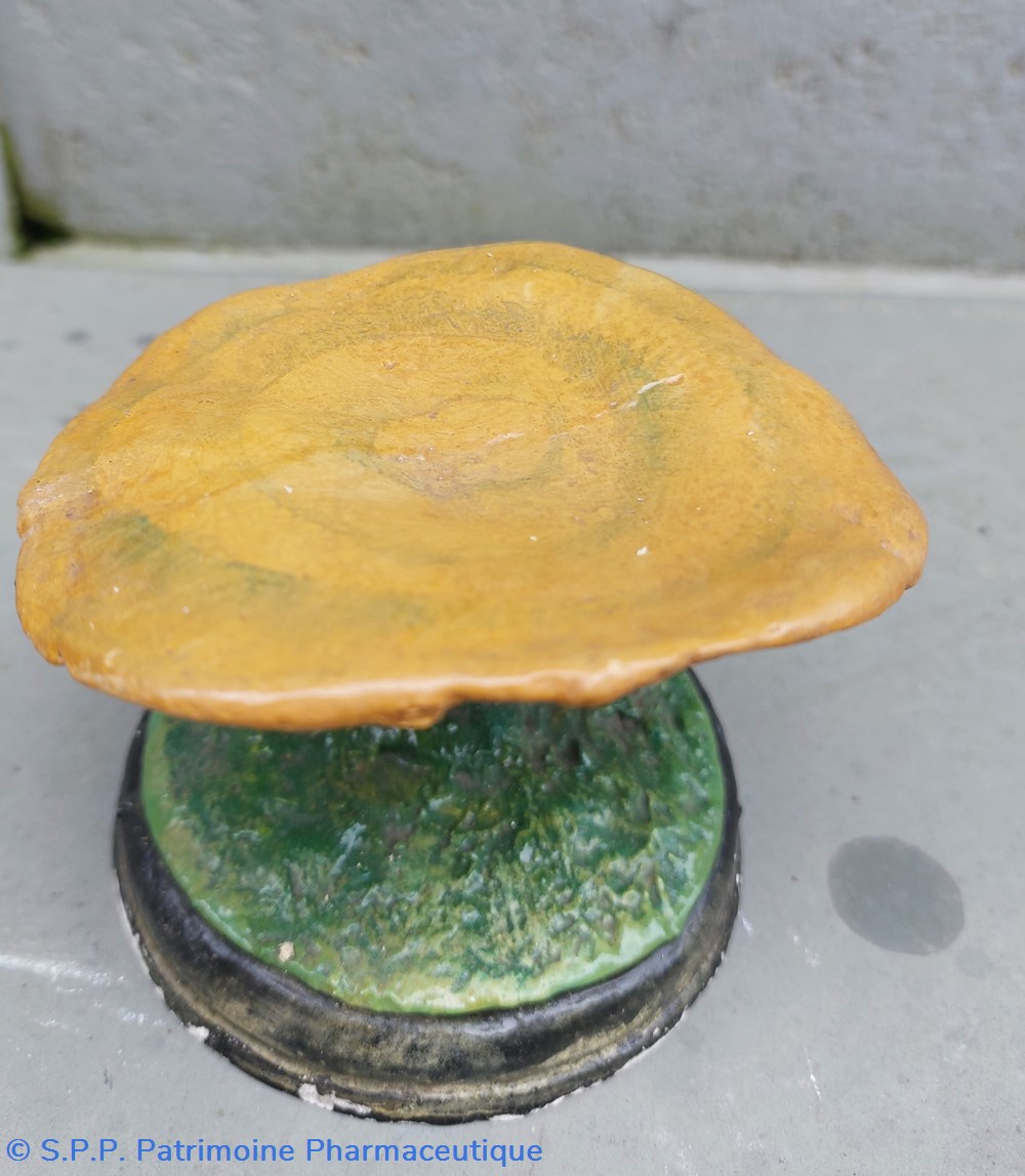 LACTARIUS Deliciosus 2 coquillages fossiles lactarius deliciosus