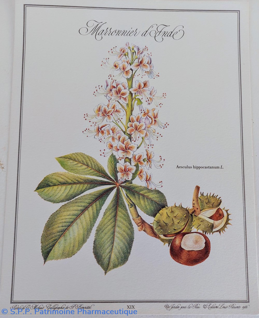 science pharmacie herbier marronnier inde