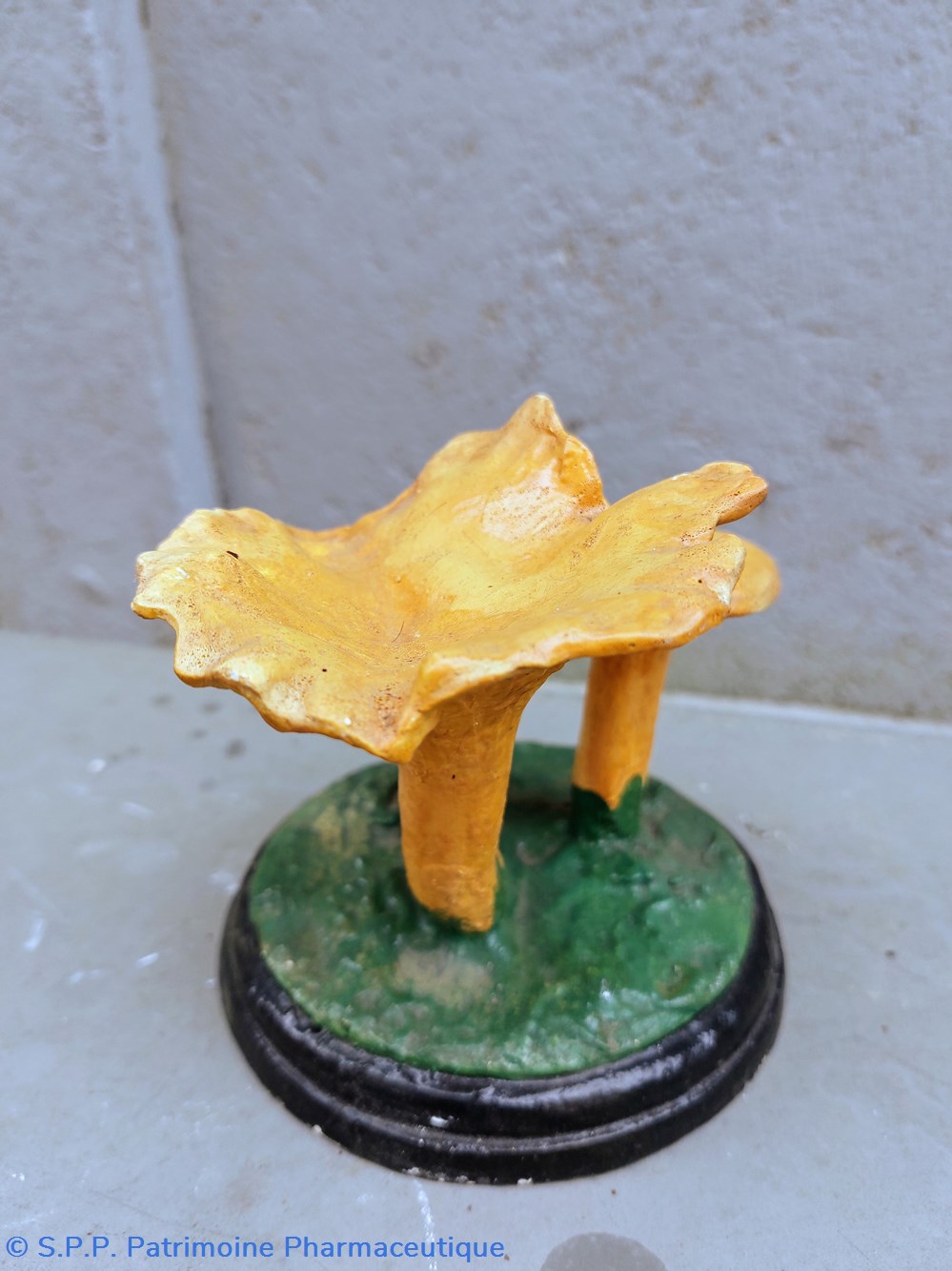 CANTHARELLUS Cibarus 2 coquillages fossiles cantharellus cibarus