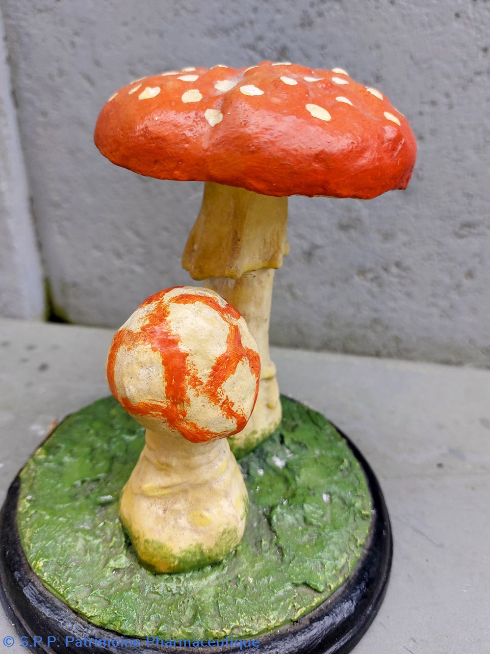 AMANITA Muscaria 5 coquillages fossiles amanita muscaria