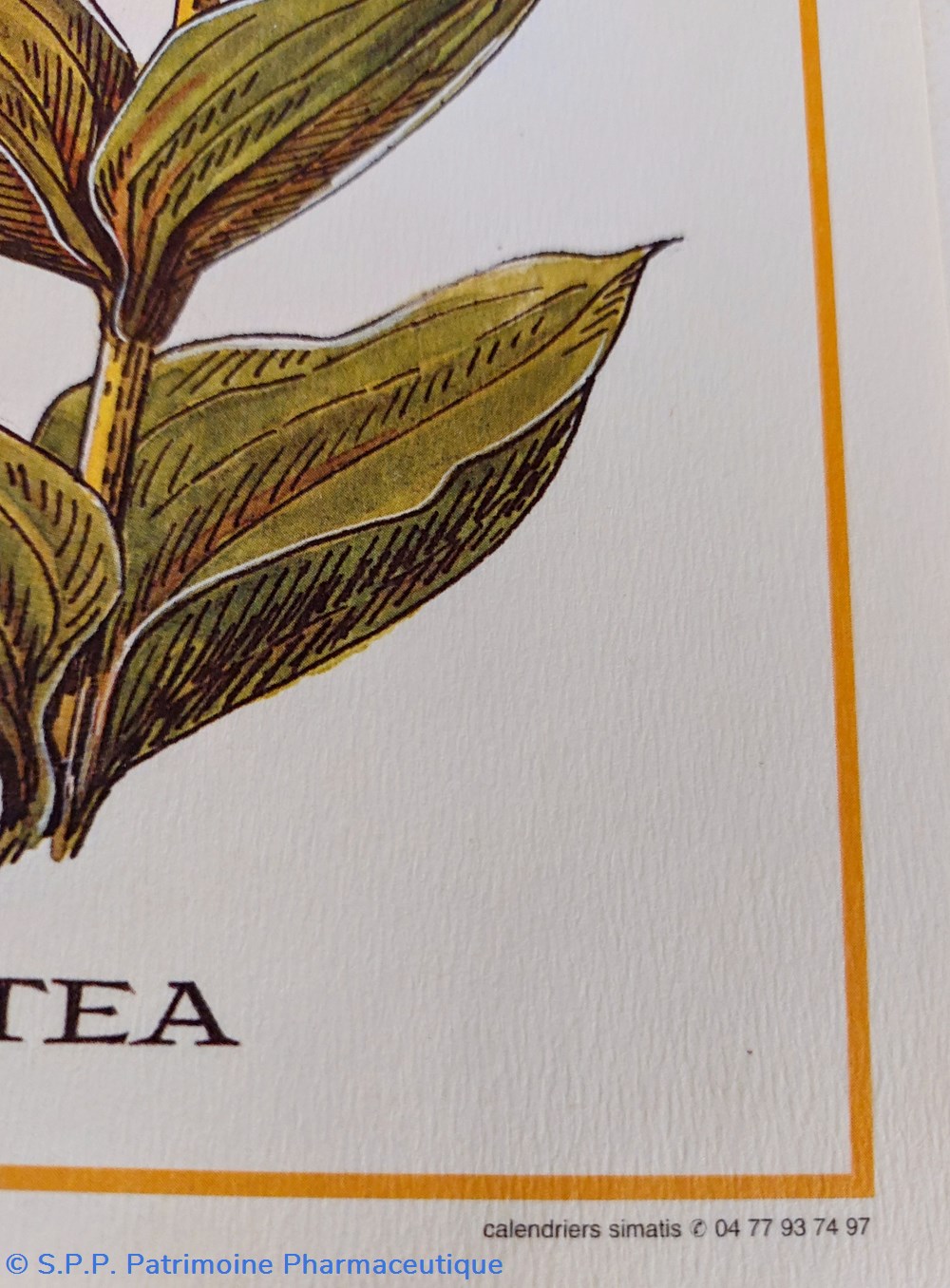 science pharmacie herbier gentiana lutea