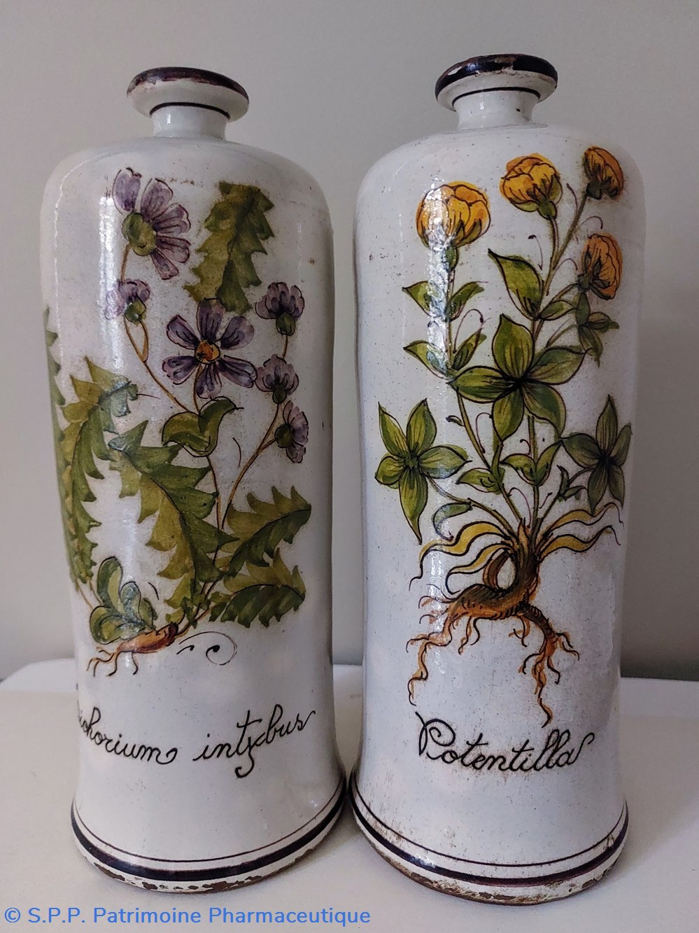 science pharmacie bouteille en gres decoree cichorium intybus