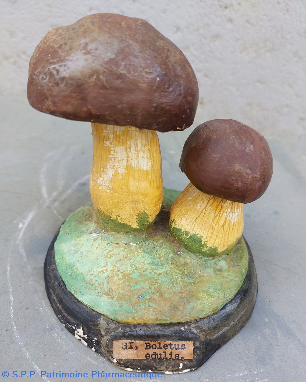 BOLETUS edulis science pharmacie boletus edulis