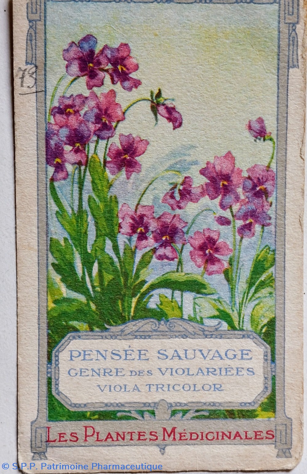 Le VIGOGENOL/ Image Viola tricolor science pharmacie le vigogenol image viola tricolor