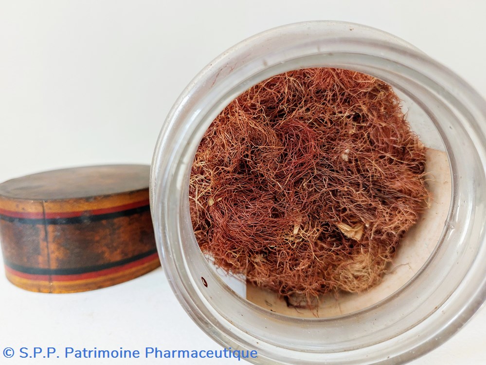 science pharmacie flacon herboristerie stigmates zea mais