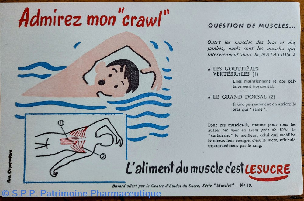 Le SUCRE Aliment du muscle - Série Muscles N° 10 ( Natation ) 4 science pharmacie le sucre aliment du muscle serie muscles n 10 natation