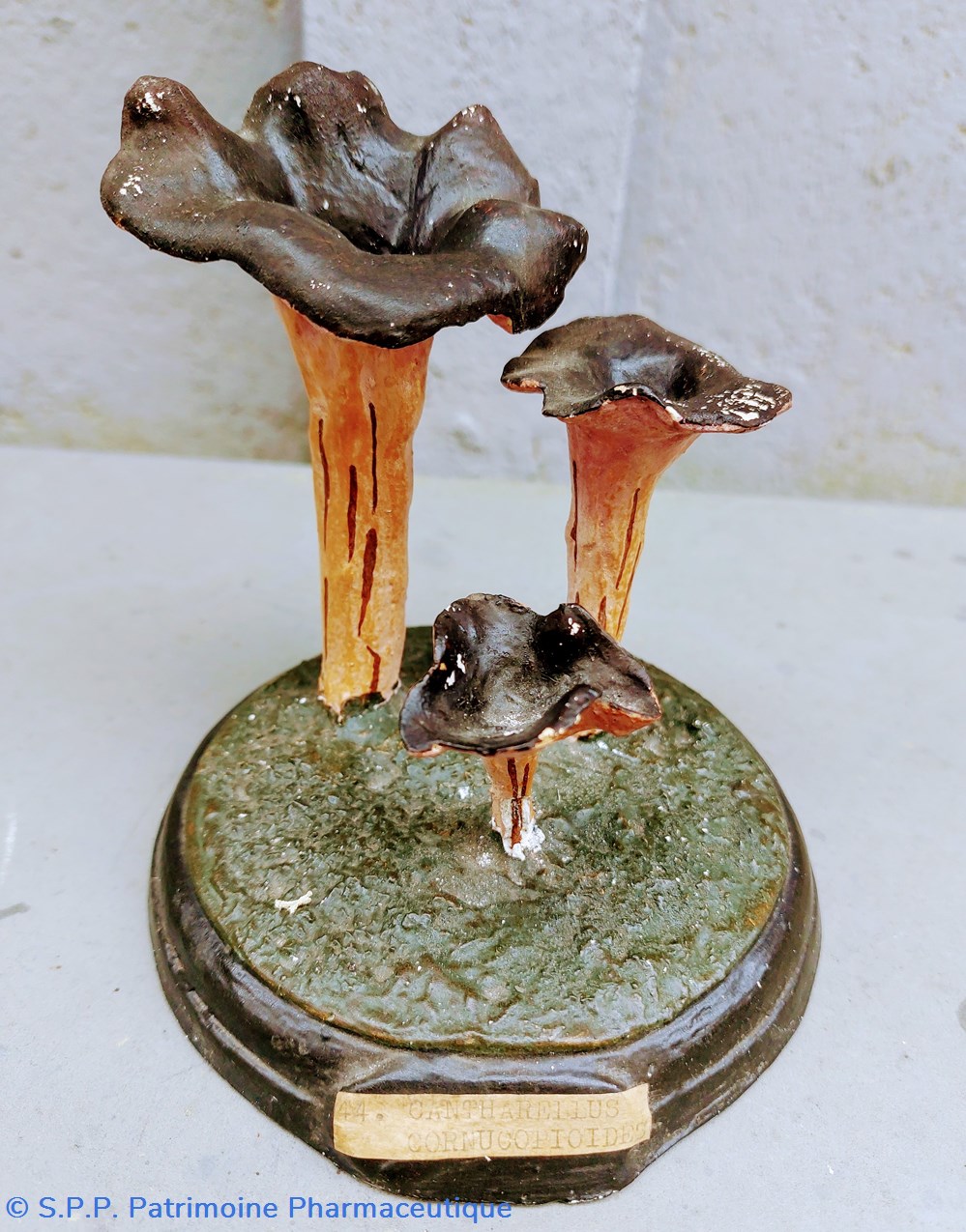 CANTHARELLUS Clornucopioides 3 coquillages fossiles cantharellus clornucopioides