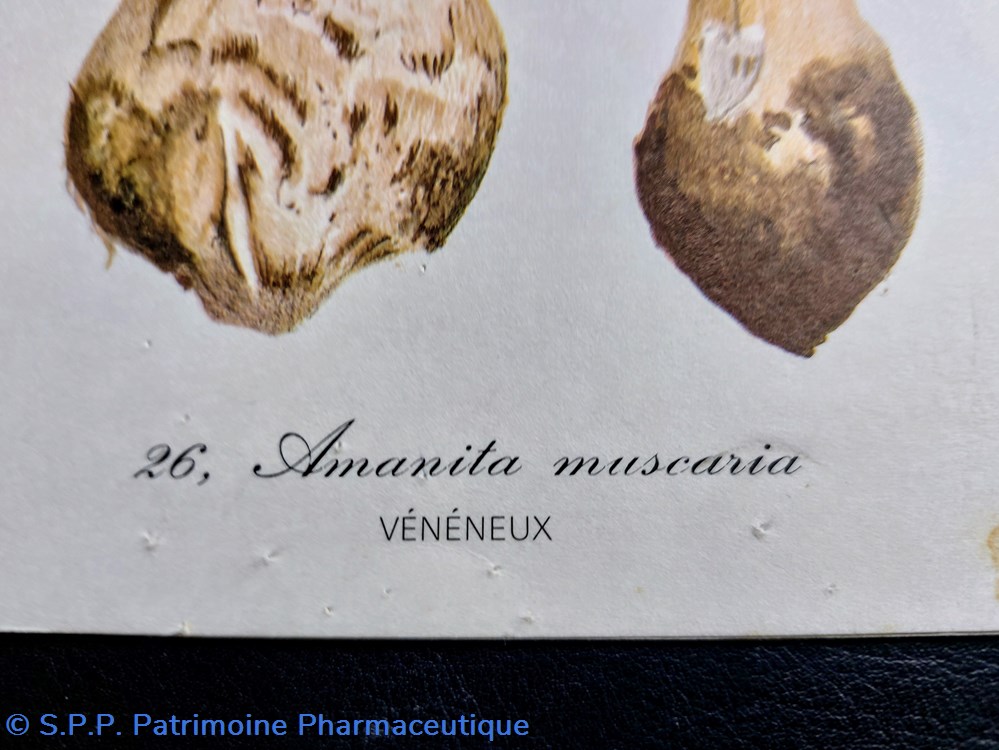 Atlas des champignons / Ed. Bordas Planche 26 3 documents anciens atlas des champignons ed bordas planche 26