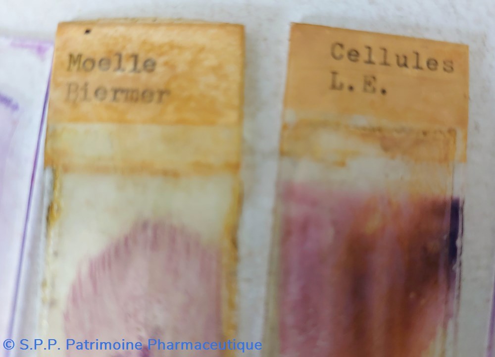 Lames de microscope 5 science pharmacie lames de microscope