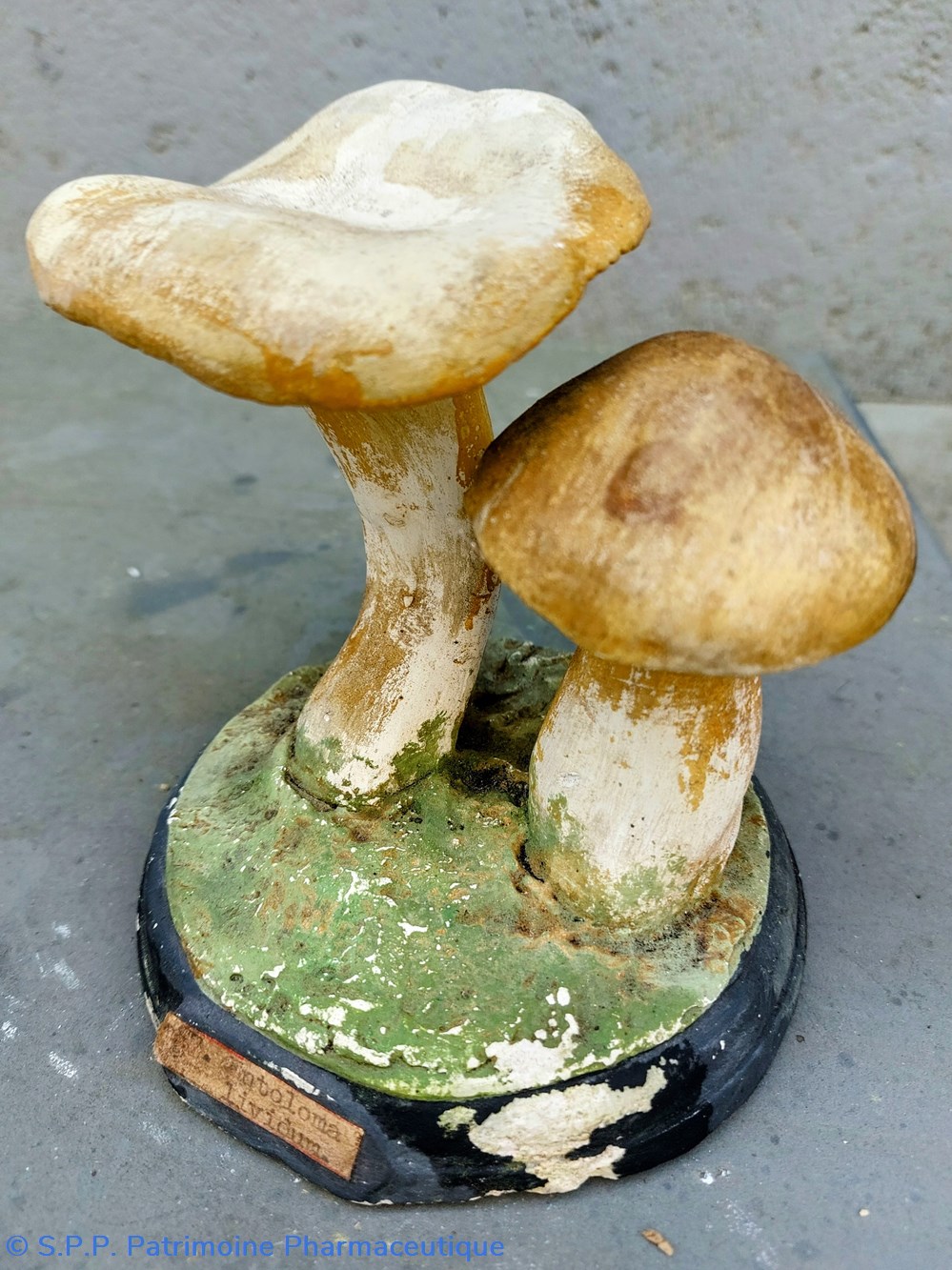 Entoloma Lividum 4 science pharmacie entoloma lividum