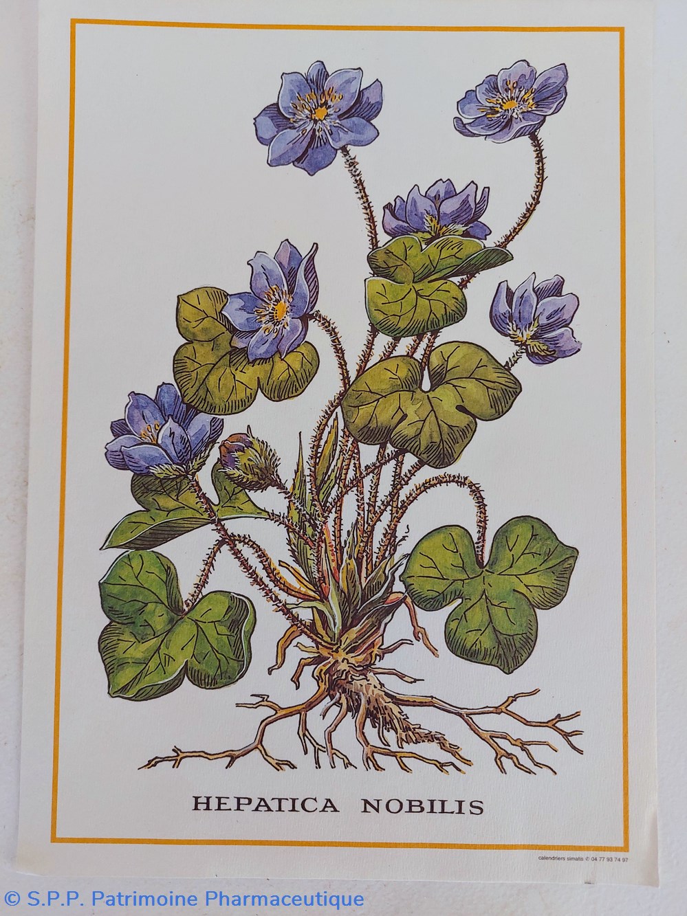 science pharmacie herbier hepatica nobilis