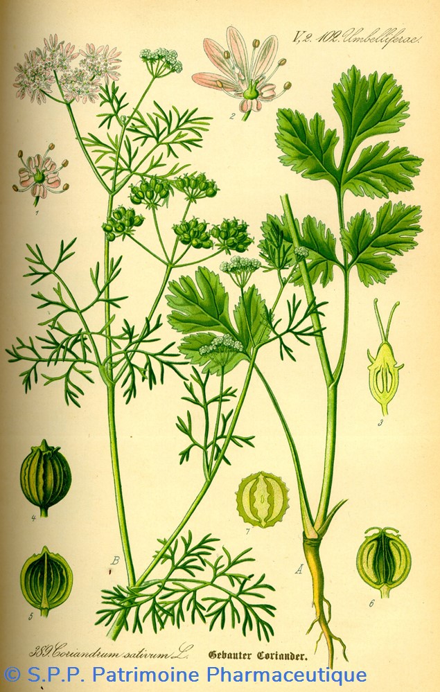 science flacon en verre herboristerie grand modele pharmacie ravasse