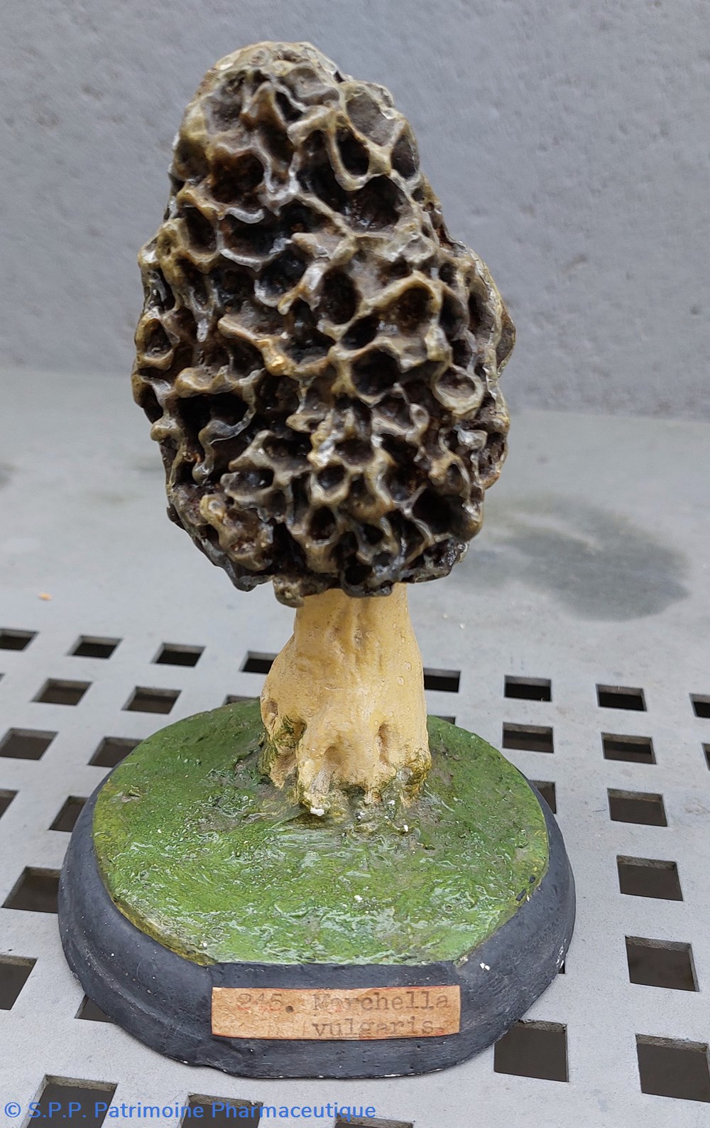 MORCHELLA Vulgaris coquillages fossiles morchella vulgaris