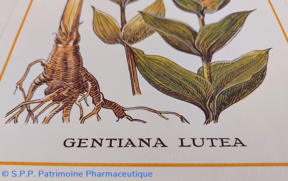 science pharmacie herbier gentiana lutea