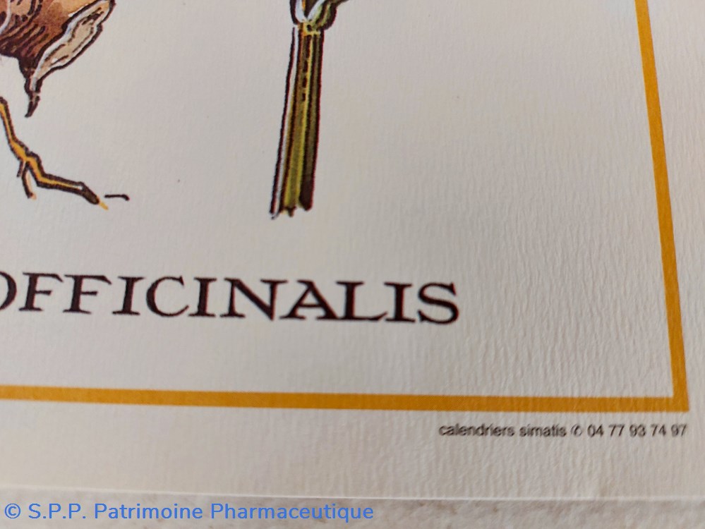 science pharmacie herbier polygonatum officinalis