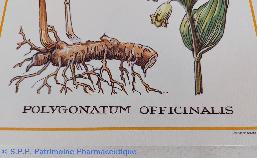 science pharmacie herbier polygonatum officinalis