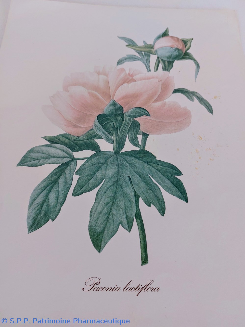 science pharmacie herbier paeonia lactiflora