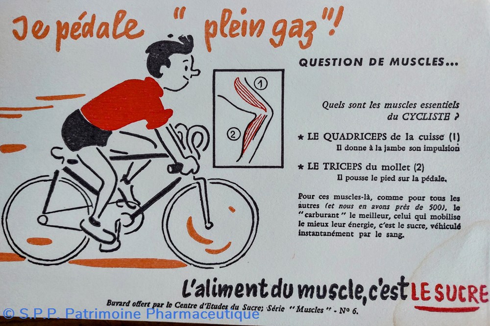 science pharmacie le sucre aliment du muscle serie muscles n 6 cyclisme